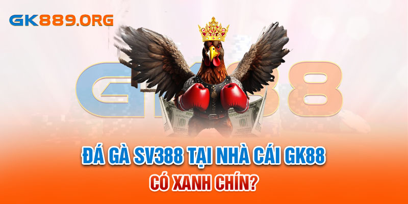 Đá gà SV388 tại nhà cái GK88 có xanh chín?